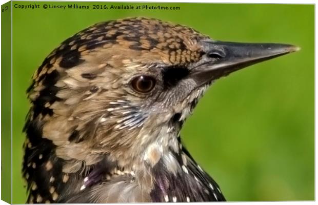 Starling Profile Canvas Print by Linsey Williams