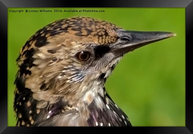 Starling Profile Framed Print by Linsey Williams