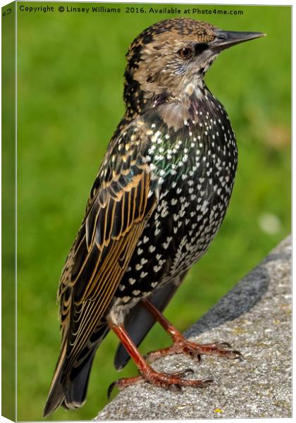 Starling Canvas Print by Linsey Williams