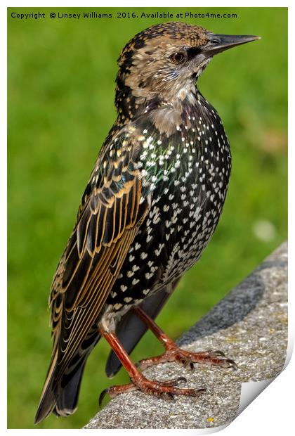 Starling Print by Linsey Williams