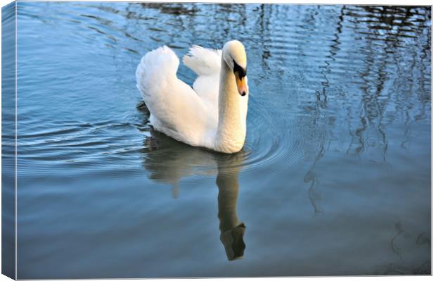 Swan reflection  Canvas Print by Shaun Jacobs