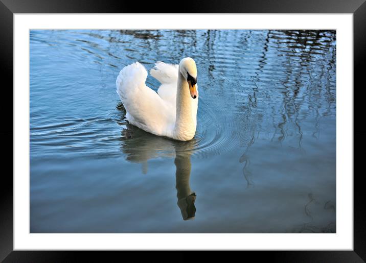 Swan reflection  Framed Mounted Print by Shaun Jacobs