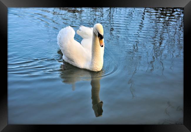Swan reflection  Framed Print by Shaun Jacobs