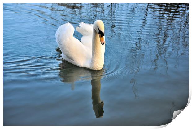 Swan reflection  Print by Shaun Jacobs