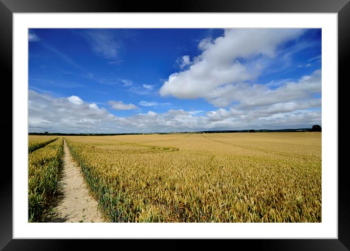 Corn field  Framed Mounted Print by Shaun Jacobs