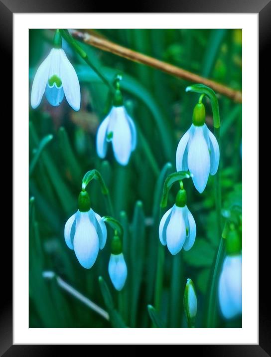 Snowdrops                                Framed Mounted Print by Sue Bottomley