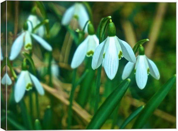 Woodland Snowdrop Flowers                          Canvas Print by Sue Bottomley