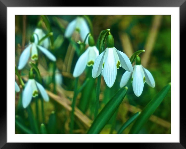Woodland Snowdrop Flowers                          Framed Mounted Print by Sue Bottomley