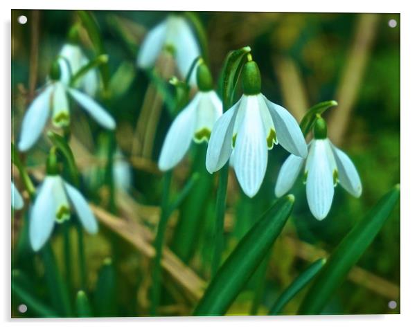 Woodland Snowdrop Flowers                          Acrylic by Sue Bottomley