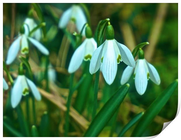 Woodland Snowdrop Flowers                          Print by Sue Bottomley