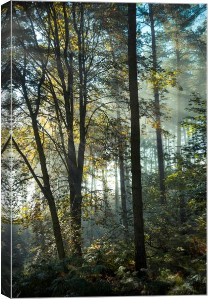 Enchanted forest Canvas Print by Andrew Kearton