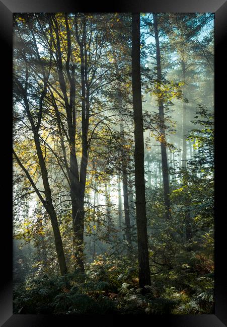 Enchanted forest Framed Print by Andrew Kearton