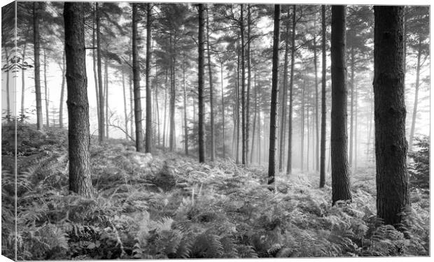 Morning in the forest Canvas Print by Andrew Kearton