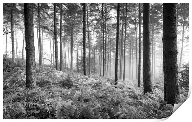 Morning in the forest Print by Andrew Kearton