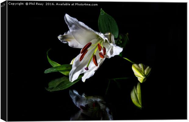 A delicate lily Canvas Print by Phil Reay