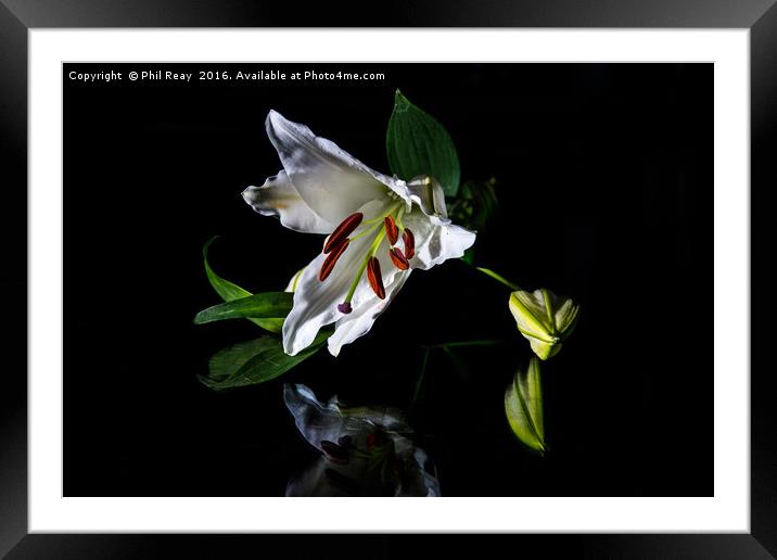 A delicate lily Framed Mounted Print by Phil Reay