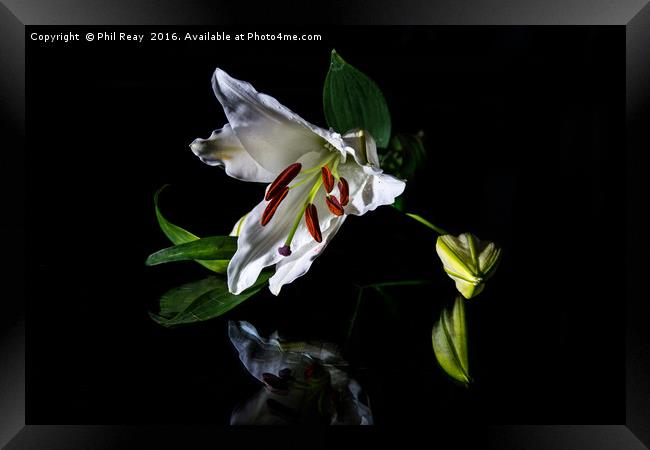 A delicate lily Framed Print by Phil Reay