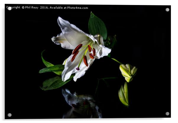 A delicate lily Acrylic by Phil Reay