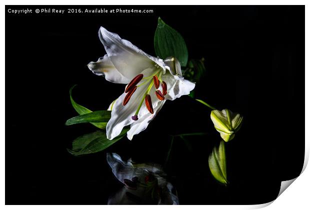 A delicate lily Print by Phil Reay