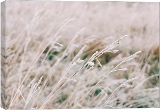 Wild grass covered in heavy frost. Norfolk, UK. Canvas Print by Liam Grant