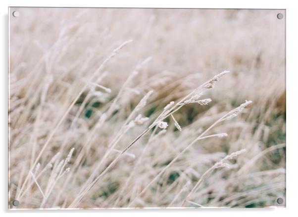 Wild grass covered in heavy frost. Norfolk, UK. Acrylic by Liam Grant