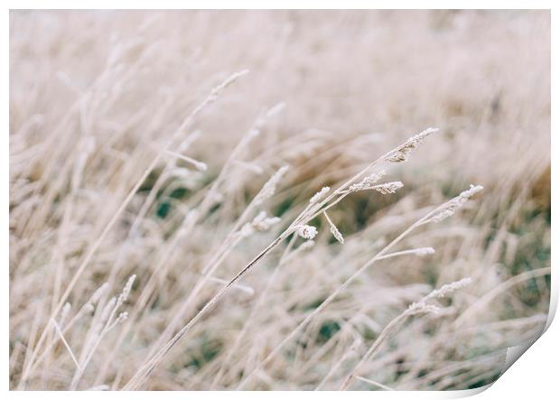Wild grass covered in heavy frost. Norfolk, UK. Print by Liam Grant