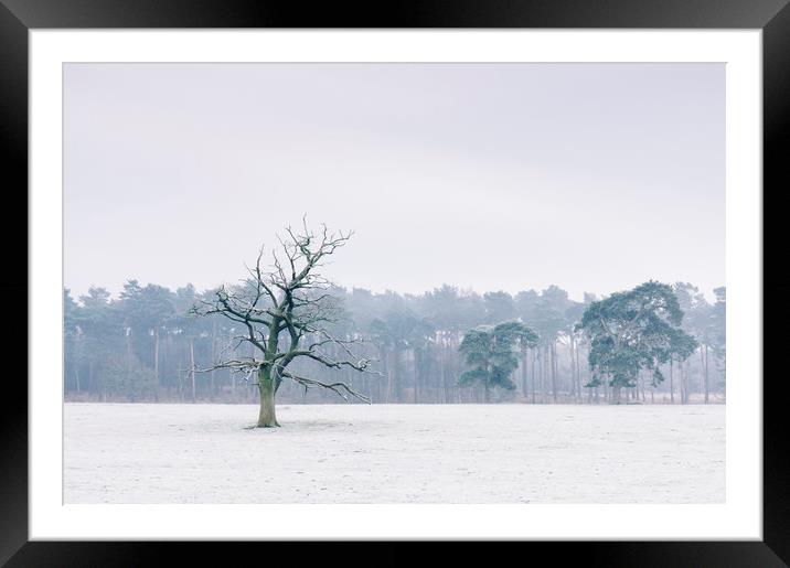 Tree in a rural field covered in frost. Norfolk, U Framed Mounted Print by Liam Grant