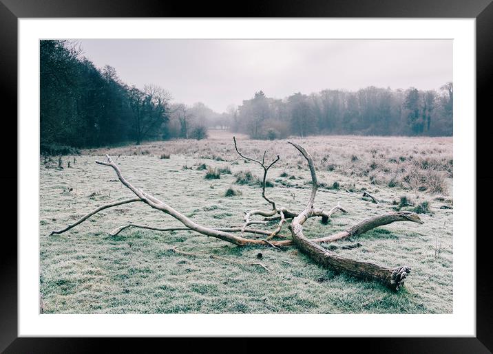 Tree in a rural field covered in frost. Norfolk, U Framed Mounted Print by Liam Grant