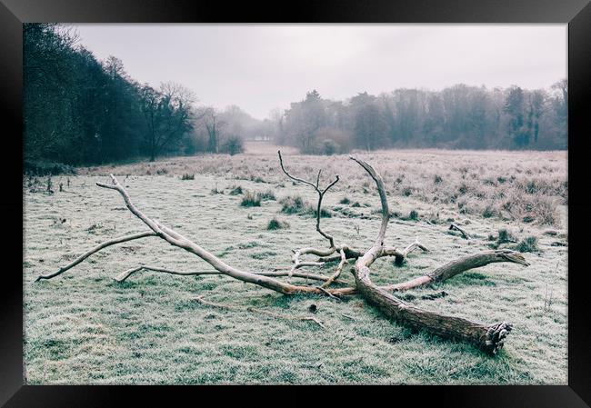 Tree in a rural field covered in frost. Norfolk, U Framed Print by Liam Grant