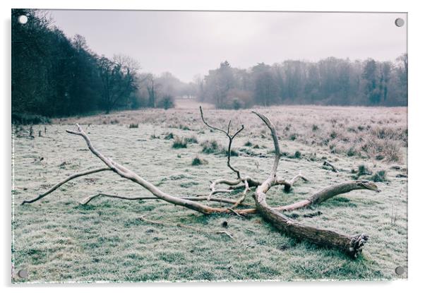 Tree in a rural field covered in frost. Norfolk, U Acrylic by Liam Grant