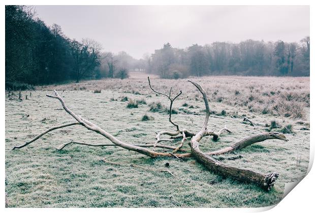 Tree in a rural field covered in frost. Norfolk, U Print by Liam Grant