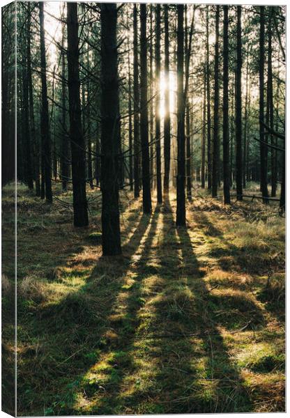 Sunlight through a dense forest. Norfolk, UK. Canvas Print by Liam Grant