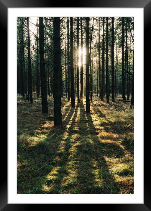 Sunlight through a dense forest. Norfolk, UK. Framed Mounted Print by Liam Grant