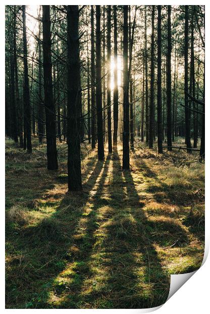 Sunlight through a dense forest. Norfolk, UK. Print by Liam Grant