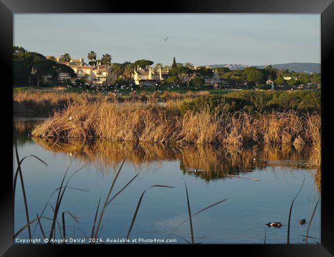 End of the day in Quinta do Lago Framed Print by Angelo DeVal