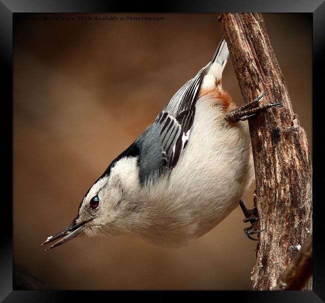 White Breasted Nuthatch Framed Print by Paul Mays