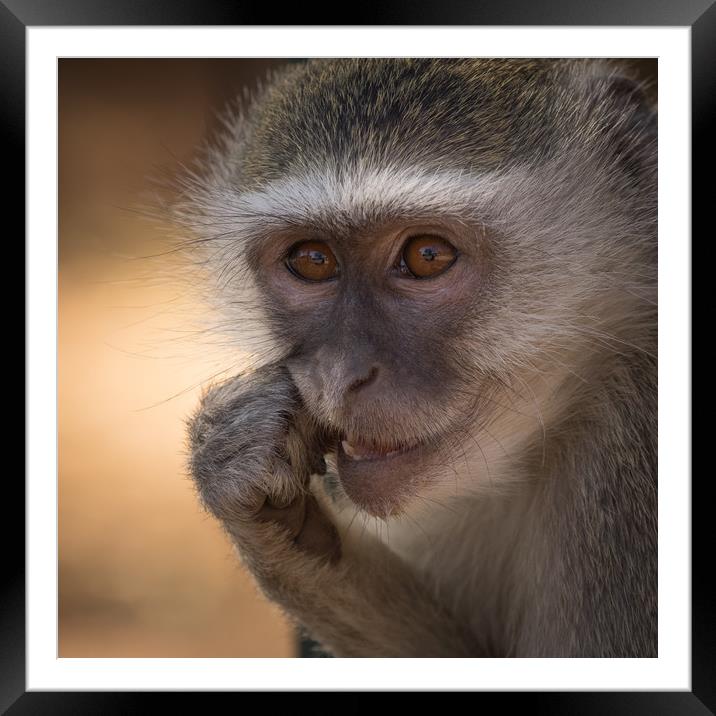 Vervet Monkey, Primate, Zimbabwe Framed Mounted Print by Sue MacCallum- Stewart