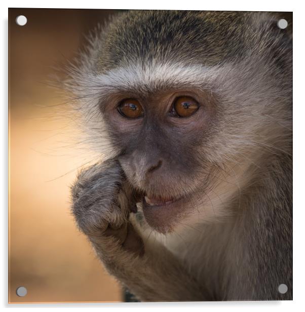 Vervet Monkey, Primate, Zimbabwe Acrylic by Sue MacCallum- Stewart