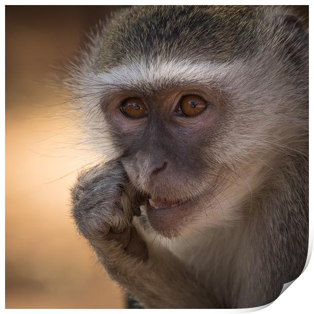 Vervet Monkey, Primate, Zimbabwe Print by Sue MacCallum- Stewart