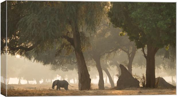 Mana Pools, Zimbabwe, Africa, Elephant,  Canvas Print by Sue MacCallum- Stewart