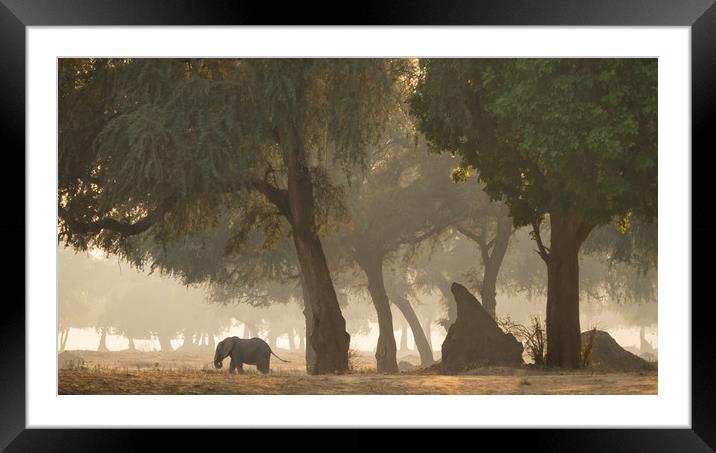 Mana Pools, Zimbabwe, Africa, Elephant,  Framed Mounted Print by Sue MacCallum- Stewart