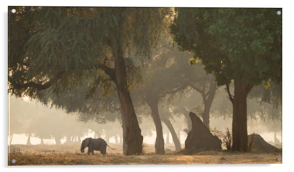 Mana Pools, Zimbabwe, Africa, Elephant,  Acrylic by Sue MacCallum- Stewart