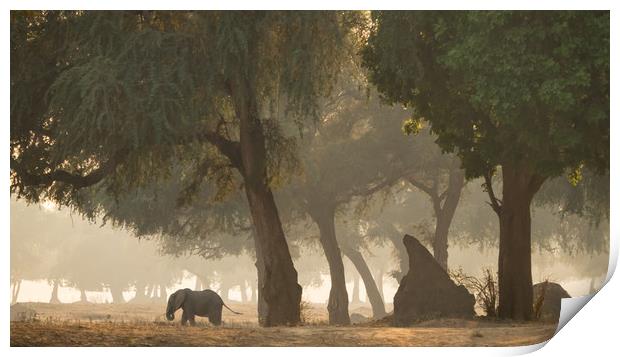 Mana Pools, Zimbabwe, Africa, Elephant,  Print by Sue MacCallum- Stewart