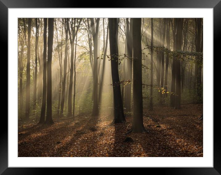 Friston Forest, Sussex, First Light, Sun Framed Mounted Print by Sue MacCallum- Stewart