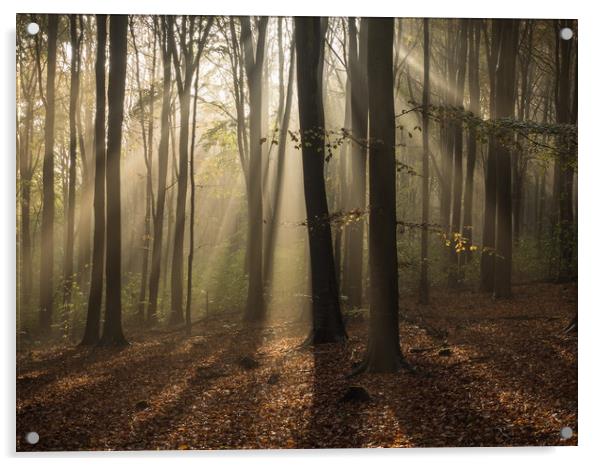 Friston Forest, Sussex, First Light, Sun Acrylic by Sue MacCallum- Stewart