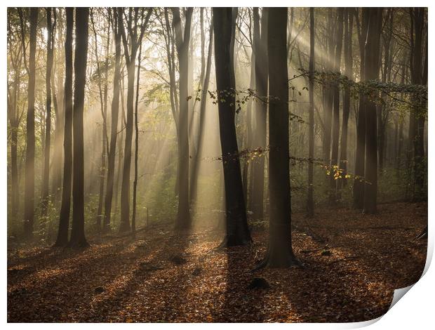 Friston Forest, Sussex, First Light, Sun Print by Sue MacCallum- Stewart