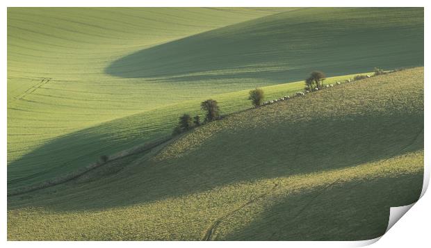 South Downs, Sussex, Sheep, Shadows Print by Sue MacCallum- Stewart