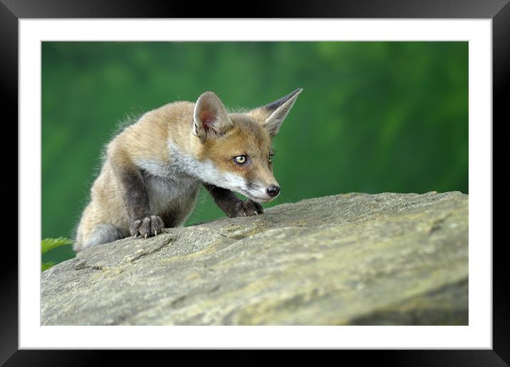 Baby Fox Framed Mounted Print by Stephen Mole