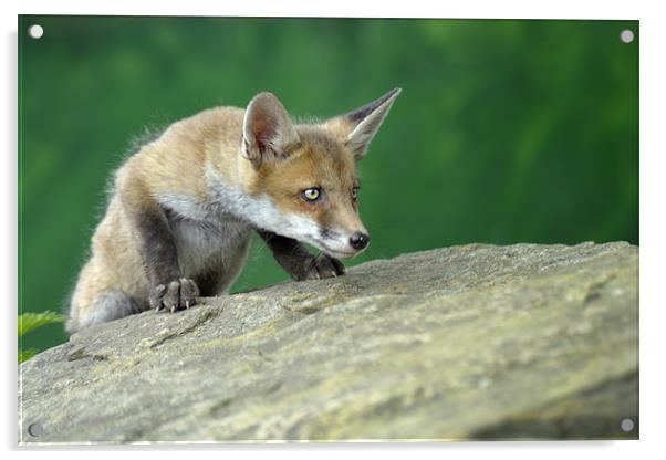 Baby Fox Acrylic by Stephen Mole