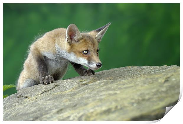 Baby Fox Print by Stephen Mole